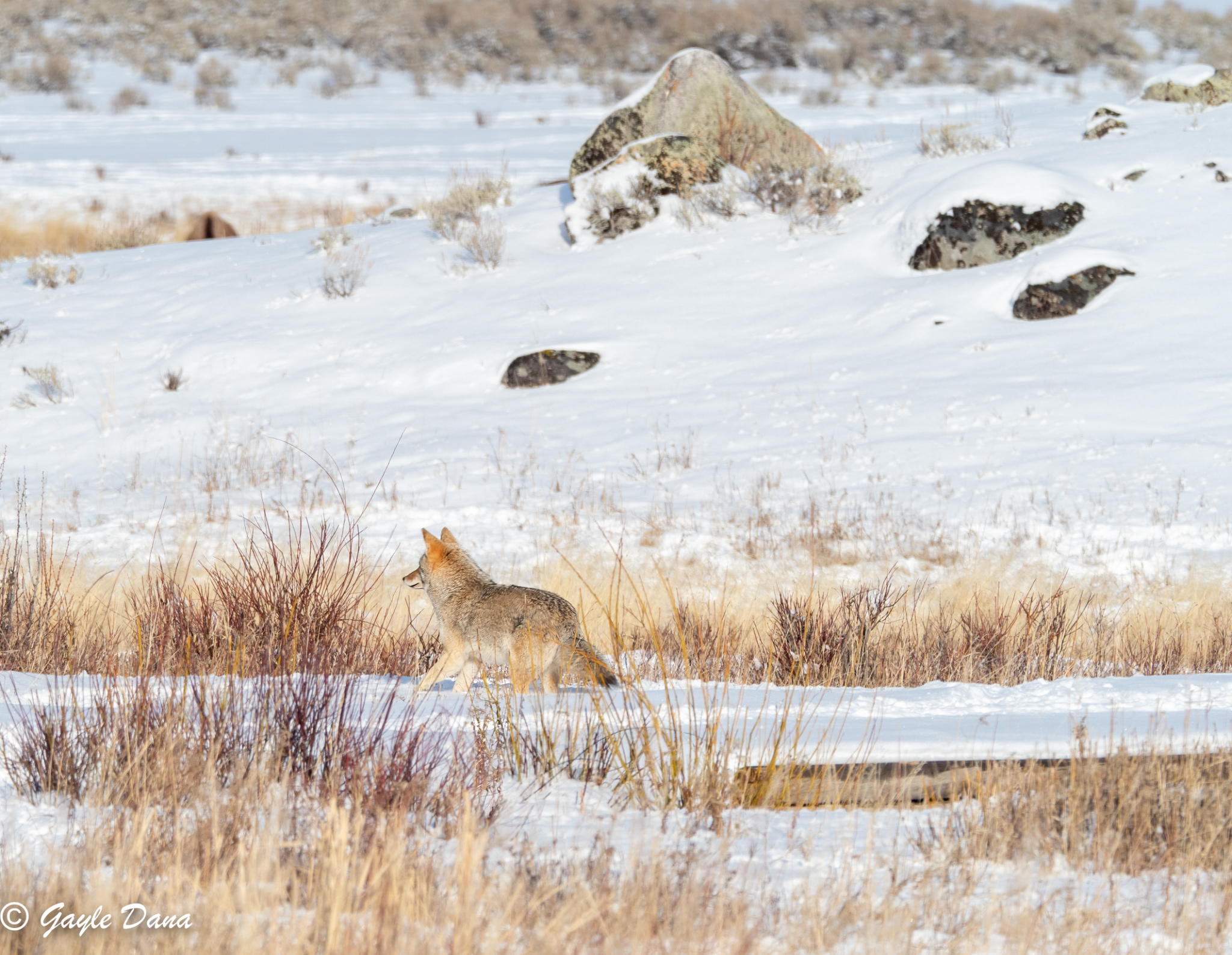 Coyote and Bison 1